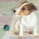   MIS JACK RUSSELL TERRIER